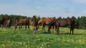 thoroughbred trainers ontario