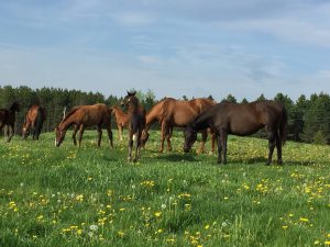 horse in farm