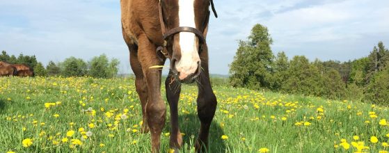 horse for Sale