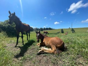 horse farm