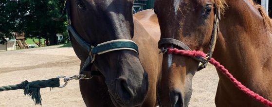 horse meet