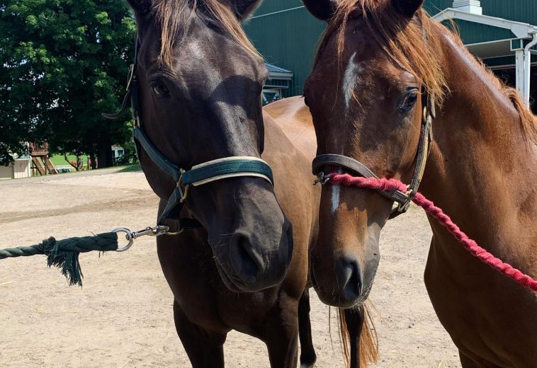 Leading Horse Breeding Services in Ontario for Healthy Foals