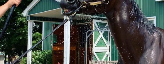 horse bath