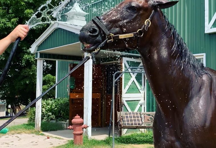 Horses for Sale in Ontario: Your Complete Guide to Finding the Right Horse