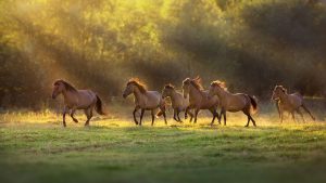 Running Horse
