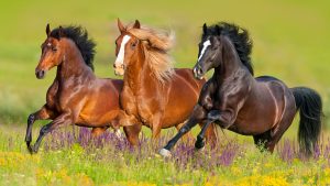 horse purchasing ontario