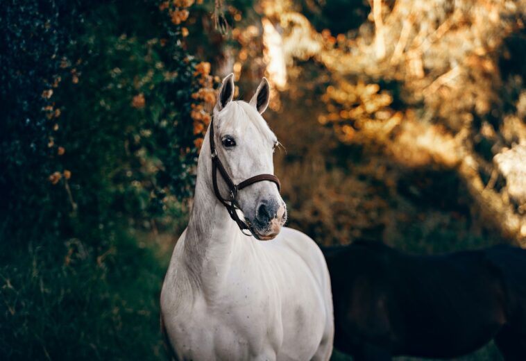 How to Prepare Your Mare for Breeding