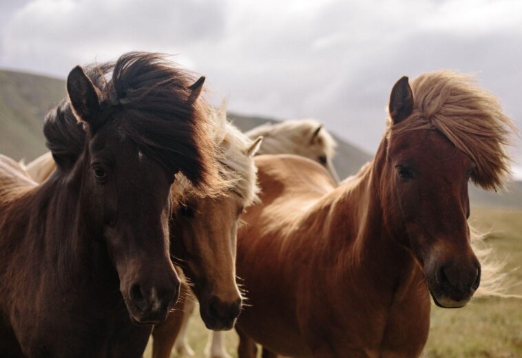 Horses for Sale in Ontario: Your Complete Guide to Finding “The One”