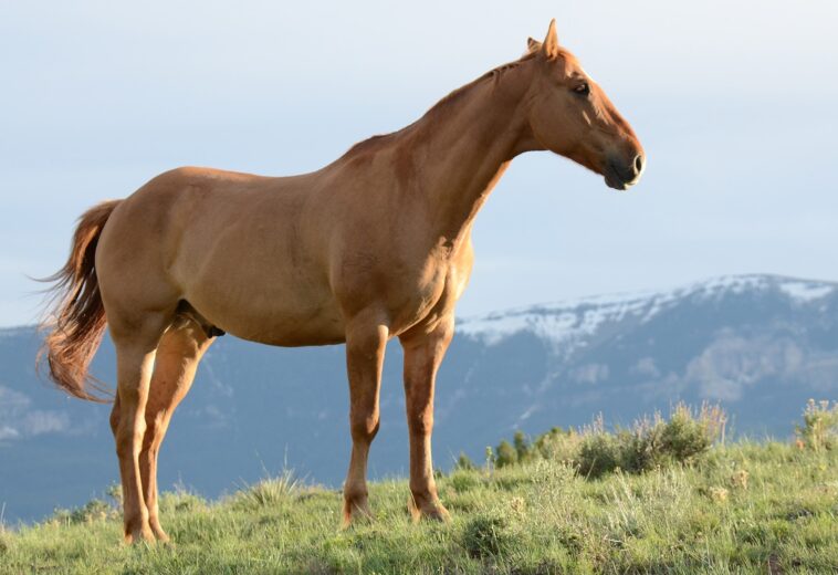 What is a Horse Boarding Stable, and How Does it Work?