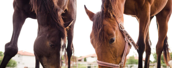 Horse For sale