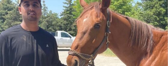 Ontario horses for sale