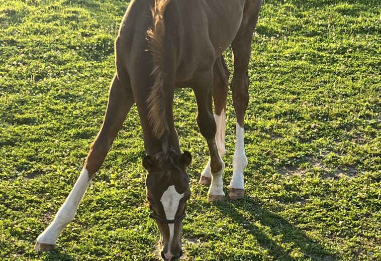 Finding the Right Horse Stable in Ontario: A Complete Guide for Horse Owners
