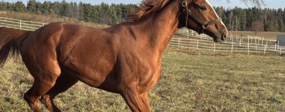 horses for sale in Ontario