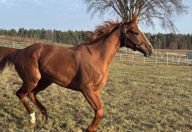 Horses for Sale in Ontario: Find Quality Thoroughbreds with Amplify Stables